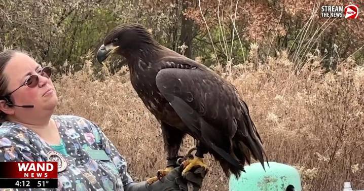 Ameren, Illinois Raptor Center working to stop bird power line electrocutions