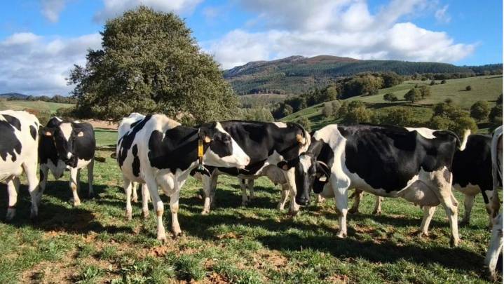 Pastoreo inteligente: cómo la tecnología permite saber cuándo las vacas pastan de verdad