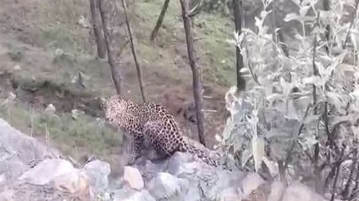13-year-old boy killed by leopard in Pune district, villagers set forest dept vehicle and office on fire