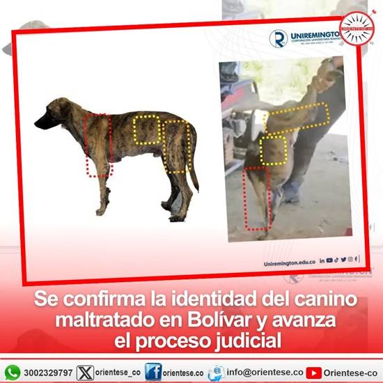 Se confirma la identidad del canino maltratado en Bolívar y avanza el proceso judicial