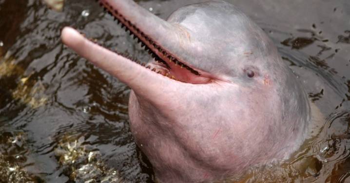 Amazon lake hit jacuzzi temperatures, leaving dolphins dead