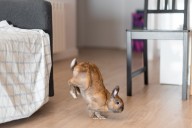 House Bunny Gets Sibling, Hysterics at Their Response: ‘Double Stomping’