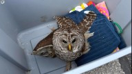 IMPD officers help rescue injured owl on Indianapolis interstate
