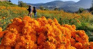 Con Día de Muertos repunta venta de flor