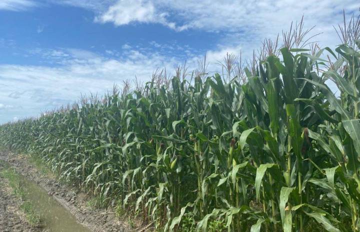 Producción del maíz blanco en Guárico solo ha cubierto 20% de demanda nacional