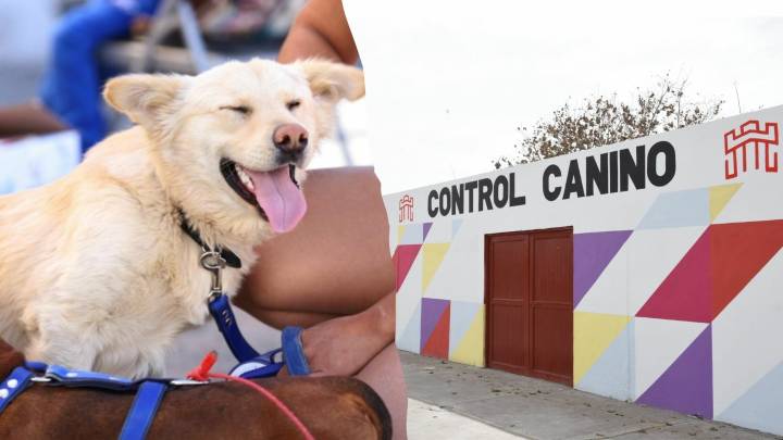 Este domingo habrá campaña de esterilización para mascotas en Torreón