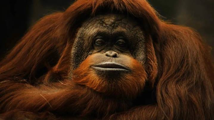 ¡Te recordaremos siempre! El ZooLeón está de luto por el fallecimiento de la orangután Katy