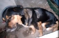 Casos de Distemper canino pican y se extienden