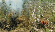 Video: Distressed farmer burns four acres of cotton crop in Nagarkurnool