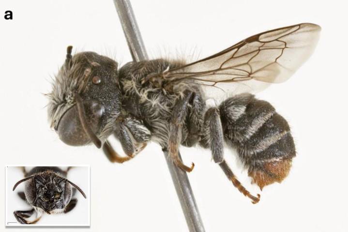 Here's where scientists discovered the horned 'Lucifer' bee