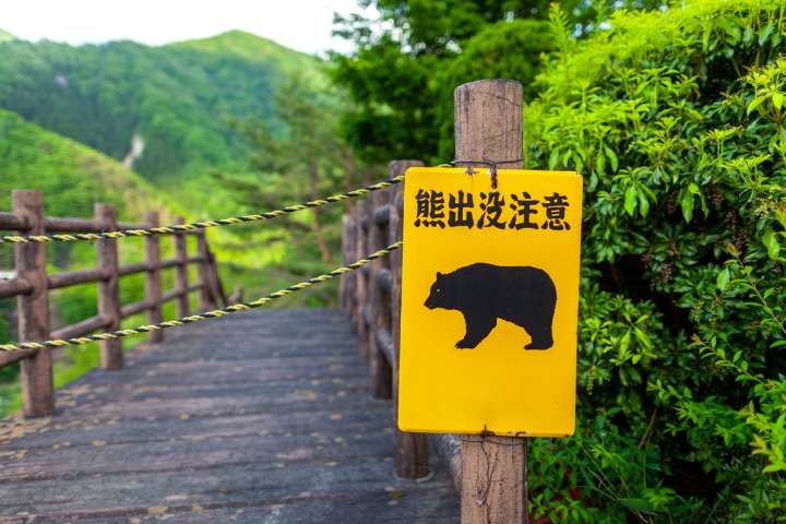 Japan sends military as deadly bear attacks claim 12 lives in 6 months