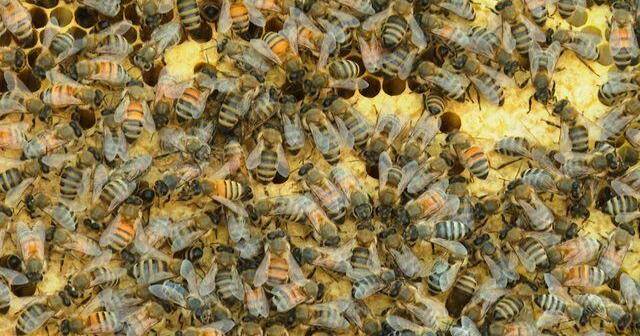 CFIA says there's no need to restrict honey bee imports to ward off deadly mite