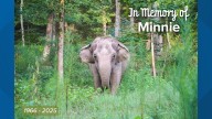 Minnie, one of the oldest Asian elephants at Tennessee's Elephant Sanctuary, dies at 59