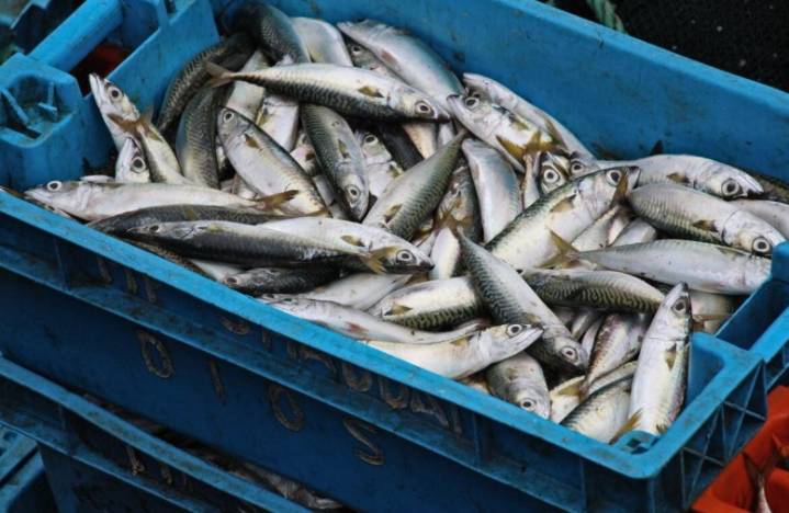 Piura: Escasez provoca alza en el precio de la caballa