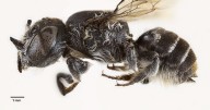 Scientists discover new "lucifer" bee with devil-like horns lurking in critically endangered wildflower in Australia