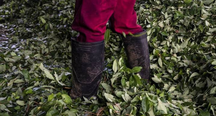 Boom de cocaína en Colombia y actitud de Petro irritan a Trump