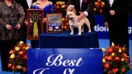 Where to watch National Dog Show 2025: Time, TV channel, live stream for Thanksgiving Day broadcast