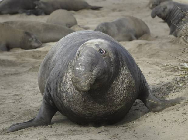 What California’s big, gross elephant seals can teach us about life
