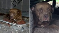 Texas Woman Spots Lonely Dog In Empty Yard And Realizes The Heartbreaking Truth