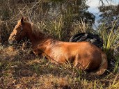 Horse rescued from N.J. pond after getting stuck in deep mud
