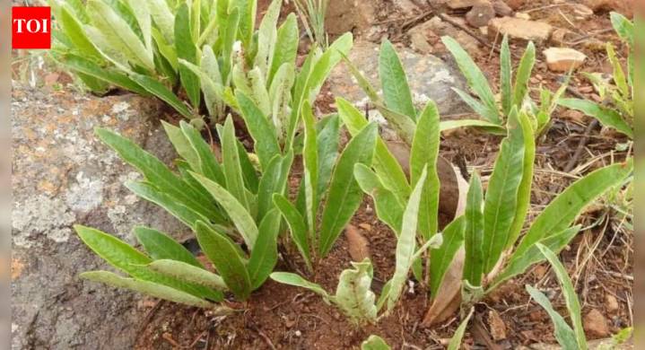A tree that never stands above the ground: Explore the underground species that flower, store water, and survive fires invisibly