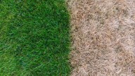 Combating winter browning — when Bermuda grass goes dormant and what to do about it