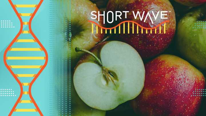An apple is an ovary: The science of apple breeding : Short Wave : NPR