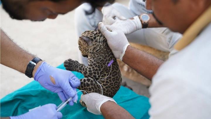 K'taka forest dept to get wildlife veterinarians after 10