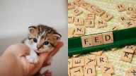 Estos son los mejores nombres para gatos de tres letras: conoce el top 10 del ranking