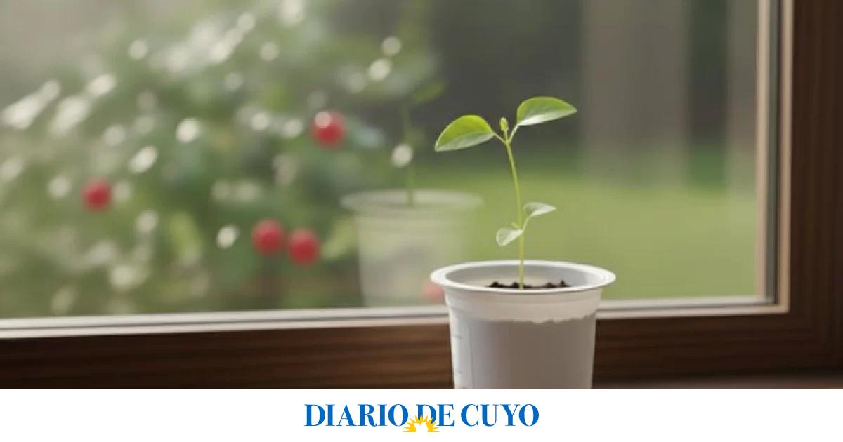 La sorprendente planta que crece en un pote de yogur y da frutos los 12 meses