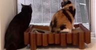 Kittens get their own miniature flat after couple turn their home into huge cat playground