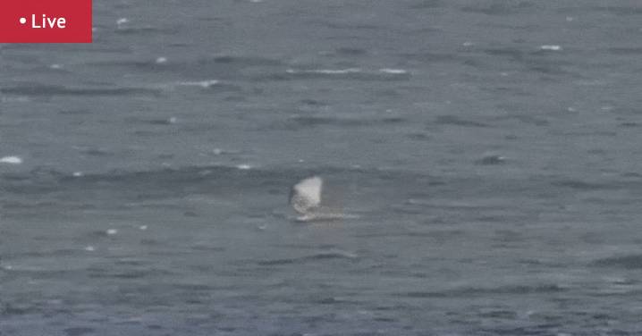 WA news LIVE: Prevelly diver ‘bumped by great white shark’ at same spot wind surfer attacked