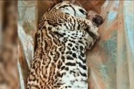 Hallaron muerto a un gato onza atropellado en un paraje rural de Misiones