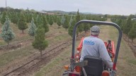 From tractor to tinsel: A Texas Hill Country Christmas tree tradition