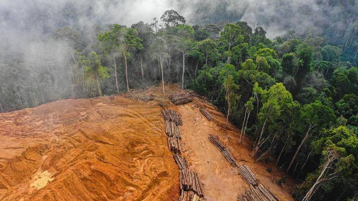 Buenas noticias: la deforestación mundial se reduce notablemente en las últimas décadas
