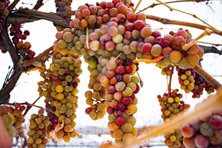 Northeast Ohio’s Ferrante Winery featured in Forbes Thanksgiving wine pairing guide