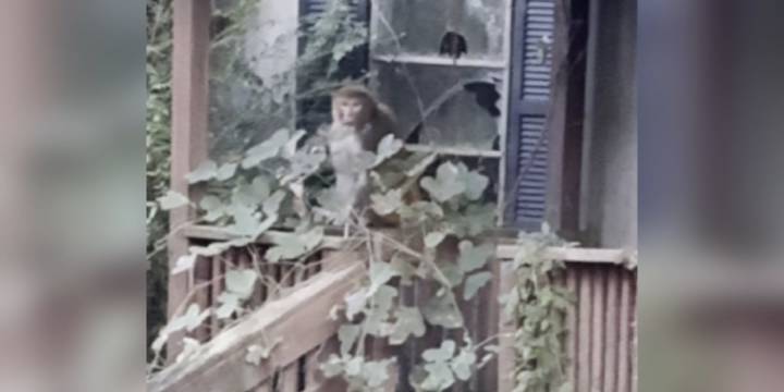 Woman speaks out after finding monkey in front yard