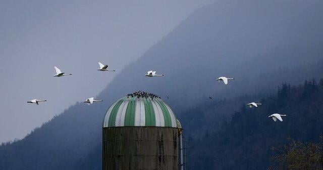 Animal sanctuary staff in Summerland, B.C., 'devastated' by avian flu case