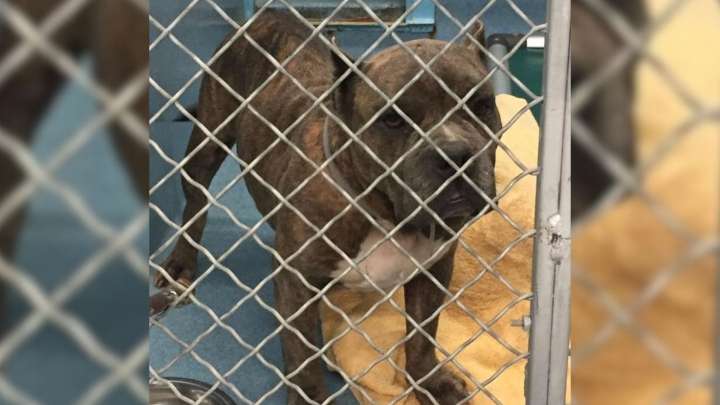 California Pup’s Transformation From Broken To Beloved Shows The Power Of Compassion