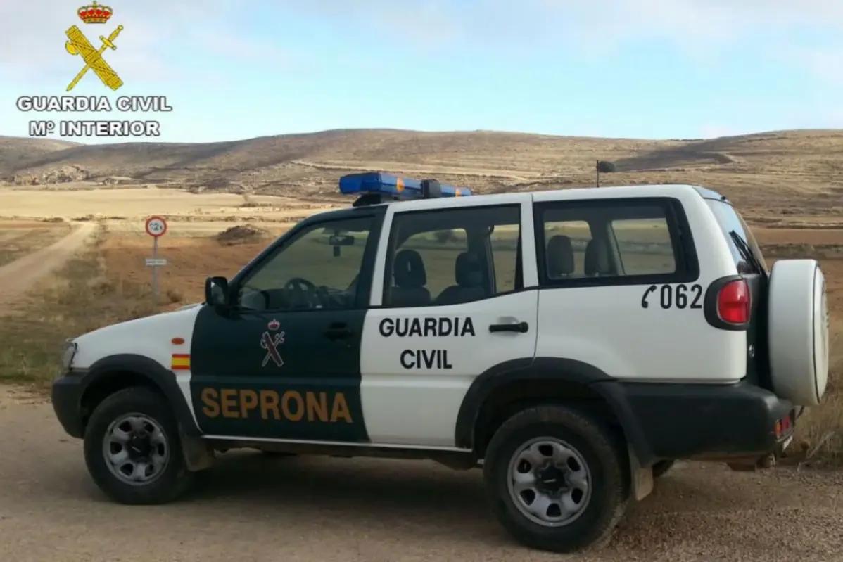 Cazadores con galgos, sin permiso y a plena luz del día: seis investigados en Teruel