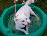 Help wanted: Volunteers needed at animal rescue