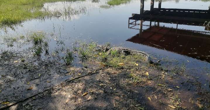 En Brasil, Secma presenta proyecto de cocodrilario ecoturístico en Lázaro Cárdenas