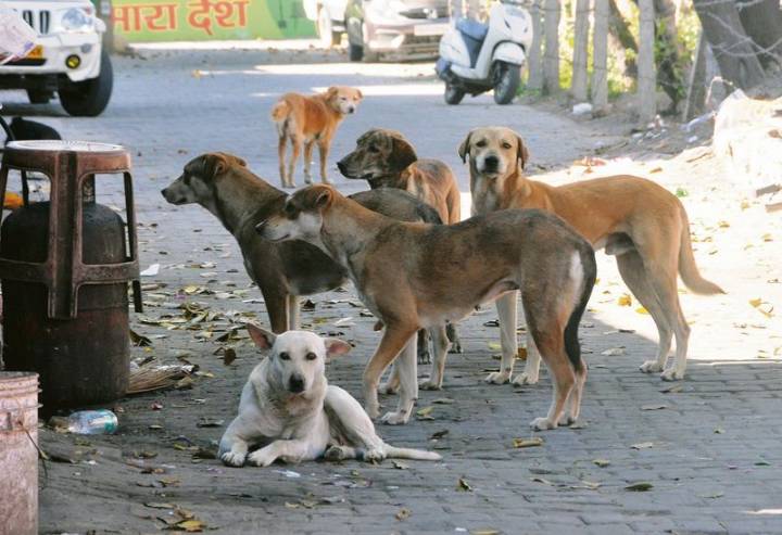 Supreme Court orders relocation of stray dogs from public spaces to shelters
