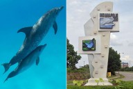 Baby Dolphin Dies at Indianapolis Zoo Just 3 Days After Being Born