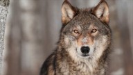 CPW confirms death of relocated wolf in southern Colorado