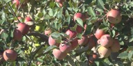 Grown Here at Home: Apple pickin’ season at Gross Orchard