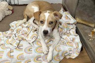 Woman Says Feral Foster Dog Is ‘Completely Different’ After 6 Months (Exclusive)