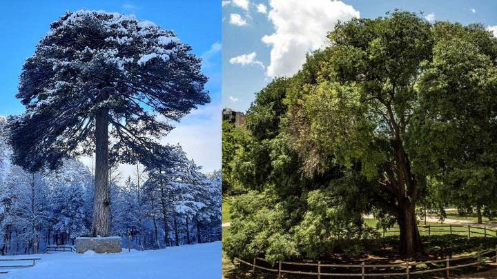 Dos aragoneses, uno de Teruel y otro de Zaragoza, candidatos a Árbol del Año 2026
