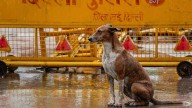 Supreme Court commences hearing in stray dogs case