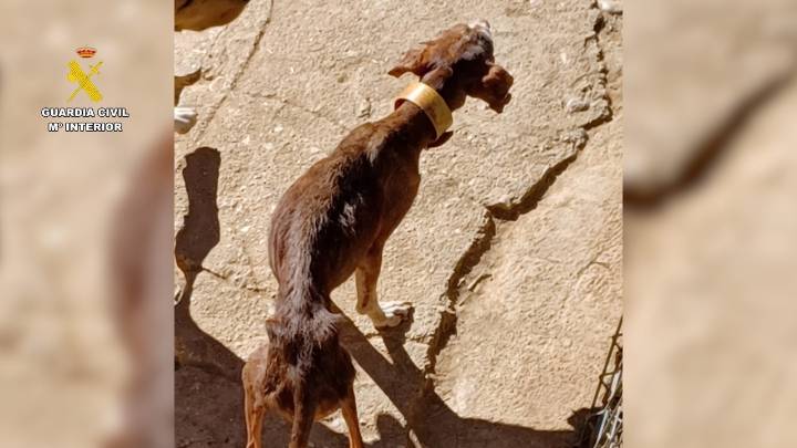 La perrera '"de los horrores" en el Somontano: hallan 14 perros desnutridos entre heces acumuladas durante años